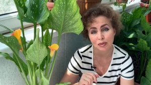 КАЛЛЫ дома. Легенда о происхождении КАЛЛЫ. Посадка и уход.