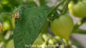 Это средство будет замечательной профилактикой от фитофторы. Опрыскайте томаты и фитофтора пройдет