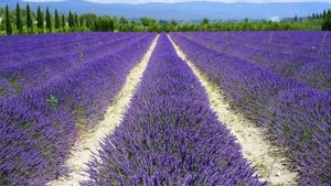 Долгим взглядом твоим истомленная. Анна Ахматова (слушать стихи о любви) Anna Axmatova