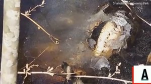 ШОК! В Америке крокодилы вмерзли в лед из-за сильных морозов. 2018 год.