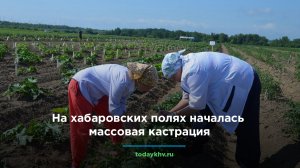 На хабаровских полях кастрируют цветы