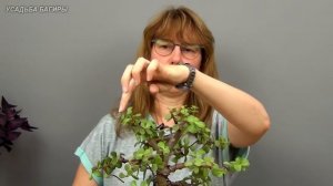 Бонсай из портулакарии (ч.1).