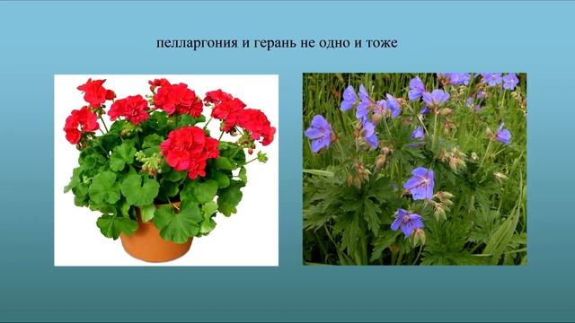Как самостоятельно создать красивые композиции из хвойных и лиственных растений на участке  ч1, з 2