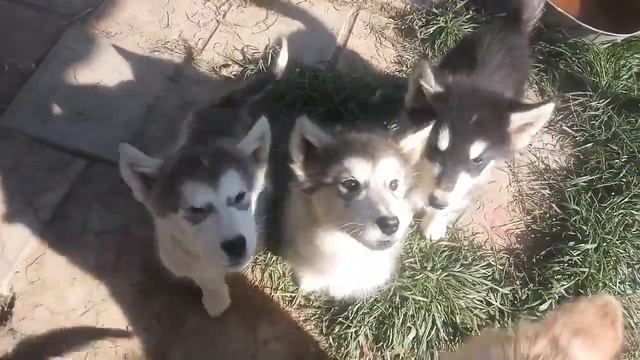 Милые щенки Хаски 8 965 380-13-11 Москва смотреть онлайн