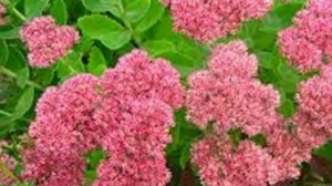 #Очиток видный #седум ? простой способ размножения