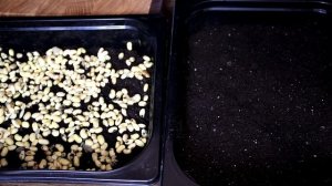 Микрозелень горох, подсолнух, соя Выращиваем в домашних условиях