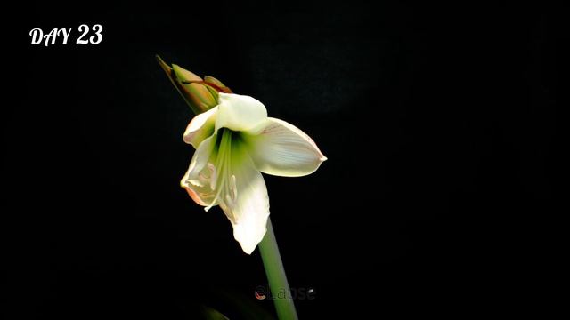 Growing Amaryllis In Water Time Lapse (Bulb To Flower) смотреть онлайн