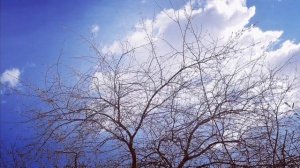 Весеннее пение синицы