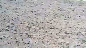Самодельный плуг на тракторе Т-16.