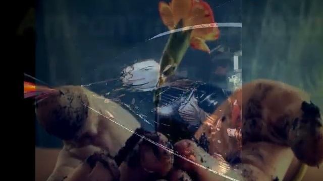 Michael Jackson " Amarantime " par Enya création de cathz1 смотреть онлайн