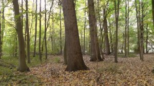 Тенистые аллеи, Shady Alleys, Sergey Chekalin, музыка для души, Сергей Чекалин