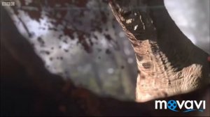 Битвы динозавров. Кархародонтозавр против Спинозавра