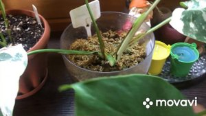 Монстера АЛЬБА🍃 ушла в зелень. Что я сделала ✂️ ✂️✂️