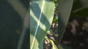 Королева _ Царица наших полей. Кукуруза П8816.