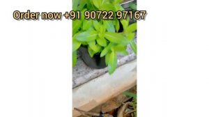 rare vinca seeds online delivery +91 90722 97167/vinca rosea/gardening/plant/plant care