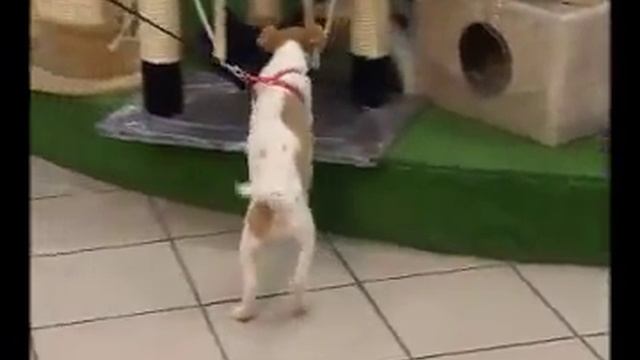 Как Выбрать Поводок для Собаки?