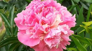 пион СОРБЕТ