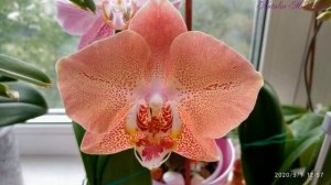 ЛЕКО ФАНТАСТИК Phal. LECO FANTASTIC 'Ll045-2' Из размера 2,5` к пышному цветению! ПРИМЕР ЦВЕТЕНИЙ!