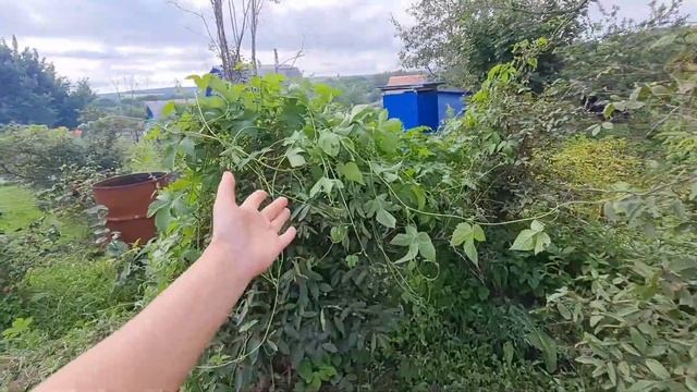 НА ДАЧЕ. МАЛИНА, АРБУЗЫ, ПОМИДОРЫ, ОГУРЦЫ at the dacha raspberries watermelons tomatoes