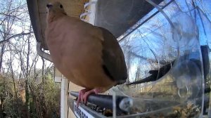 Northern Cardinal, House Finch, Charlotte Live Bird Cam  -  202117 Hour15