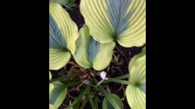 HOSTA GOODNESS GRACIOUS (Хоста ГУДНЕС ГРАЦИОЗ). Hosta garden tour. Biysksadhost смотреть онлайн