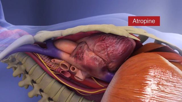 HeartCode ACLS Demo Video смотреть онлайн