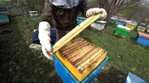 ЧТОБ ПЧЁЛЫ НЕ ВОШЛИ В РОЕВОЕ СОСТОЯНИЕ, СТАВЛЮ МАГАЗИНЫ И РАСШИРЯЮ ПЧЕЛОСЕМЬИ