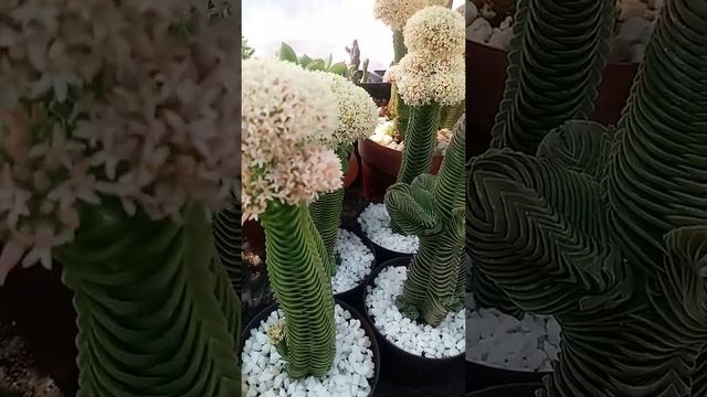 Crassula Buddha's Temple in bloom 2020 II at Miracles Nursery смотреть онлайн