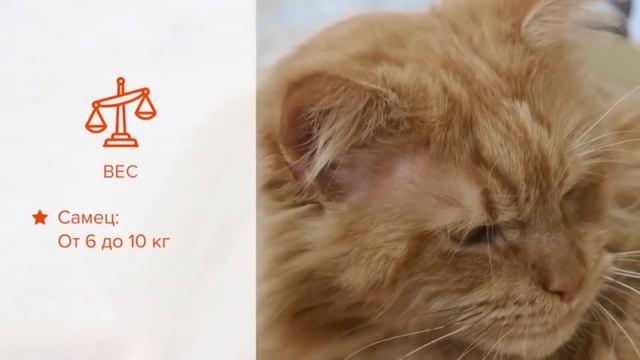 Топ 5 кошачьих пород (Британская, Сиамская, Мей-кун, Бенгальская, Сфинкс)