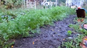 Секретный раствор для замачивания семян. Как вырастить морковь и свёклу 2 раза за лето.