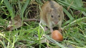 Обыкновенные полёвки