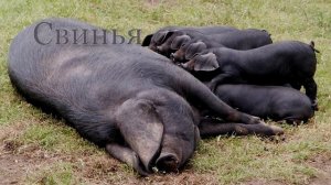 Карточки Домана - ДОМАШНИЕ ЖИВОТНЫЕ