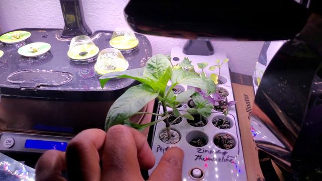 AeroGarden Update: Growing Pineapples, Zinnias, and Starting More Seeds смотреть онлайн