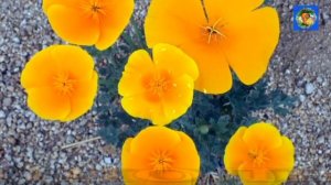 Неприхотливые цветы для дачи