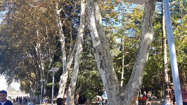 нашли детскую площадку и кота матроскина. Сочи. 26.10. смотреть онлайн