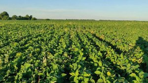 Результат внесення Базагран 1.5 л/га+кломазон 0.5 л/га по 5 трійчастому листку сої, 30.06.21