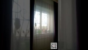 Одуванчики