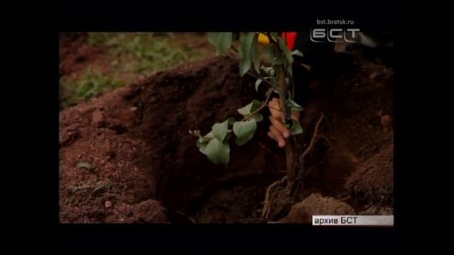 Братчан приглашают присоединиться к посадке более 6000 новых деревьев смотреть онлайн