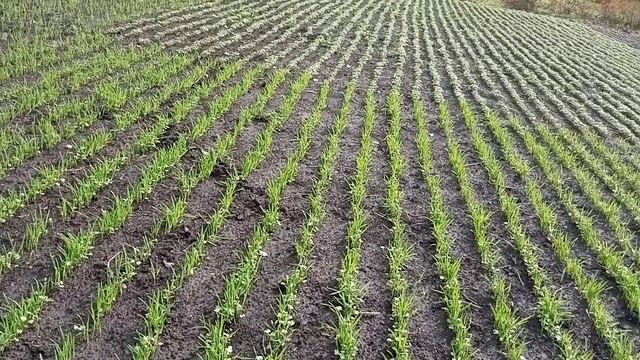 ???????? ОВЁС ОТЛИЧНЫЙ СИДЕРАТ ДЛЯ ВОССТАНОВЛЕНИЯ ГРУНТА смотреть онлайн