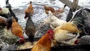 Кормление и обзор лпх!!!