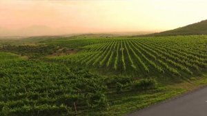 Можно ли вырастить виноград из косточки?! Семена винограда