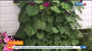 В России утвердили запрет на выращивание ипомеи трехцветной