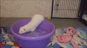 Норка в доме | Карма. Пробы купания в тазике с водой