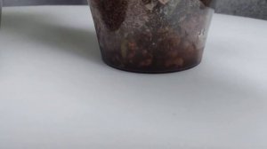ЗИМНИЙ ПОЛИВ ФАЛЕНОПСИСОВ. Посадка: мох+керамзит в закрытой системе.