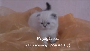 Котята скотиш фолд , колор пойнт окрас ,  40 дней