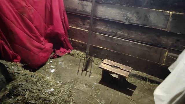 Первый выгул телят зимой . смотреть онлайн