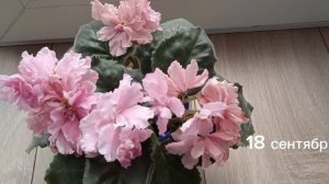 фиалки. сорт Ф Дымчатая астра. Осеннее цветение на подоконнике. супер красотка.