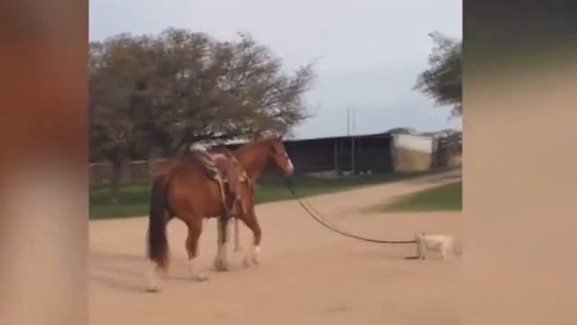 Лучшие друзья