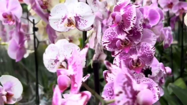 Обзор Орхидей и новое средство для защиты – смотреть онлайн видео от ...