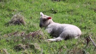 Содержание и разведение овец в фермерском хозяйстве